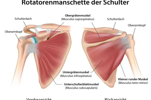 Vorder- und Rückansicht der Rotatorenmanschette. Der **musculus supraspinatus** ist Teil der Schultermuskulatur.