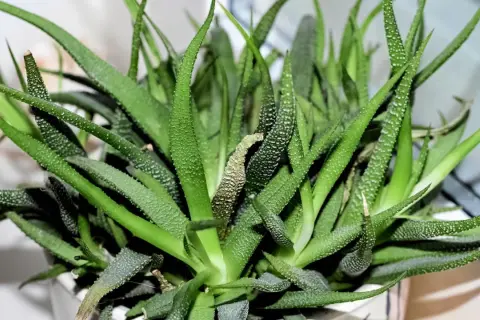 Zielony aloes z białymi kropkami, potrzebuje podlewania. Liście są lekko pomarszczone, co sugeruje, że roślina jest spragniona.