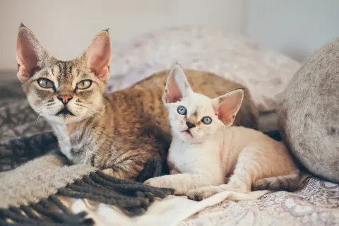 Dwa koty rasy Devon Rex leżą na kocu. Jeden jest pręgowany, drugi biały z niebieskimi oczami.