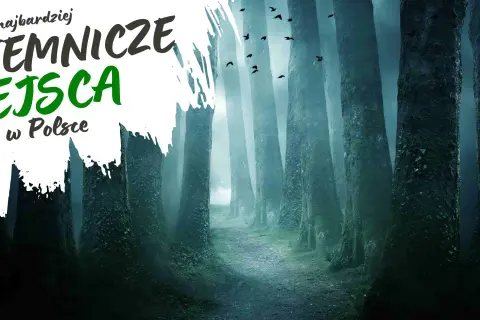 Najbardziej tajemnicze miejsca w Polsce: mroczny las, mgła i stada ptaków tworzą atmosferę nawiedzonych miejsc.