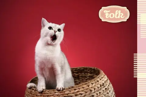 Jak wygląda ruja u kotki? Objawy, zachowanie i jak pomóc jej w tym czasie