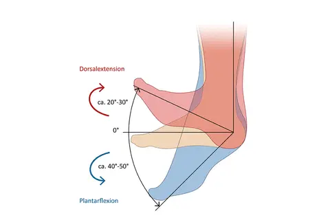 Illustration der Fußanatomie mit Dorsalextension (20-30°) und Plantarflexion (40-50°).