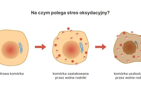 Ilustracja pokazuje, co to są antyoksydanty, broniące komórki przed wolnymi rodnikami, które powodują jej uszkodzenie.