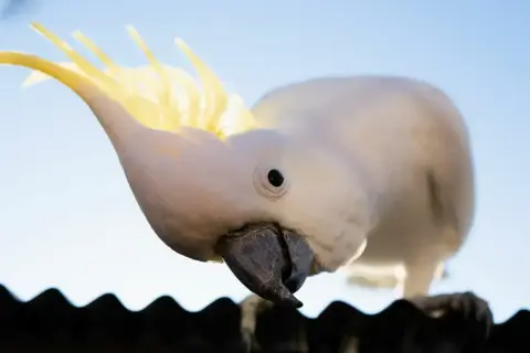 Biała papuga kakadu z żółtym czubkiem, ciekawie pochylona. Zastanawiasz się nad papuga kakadu cena?
