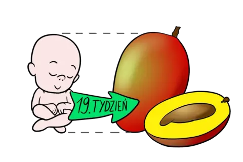 19 tydzień ciąży - na jakiej wysokości jest dziecko i co to oznacza?