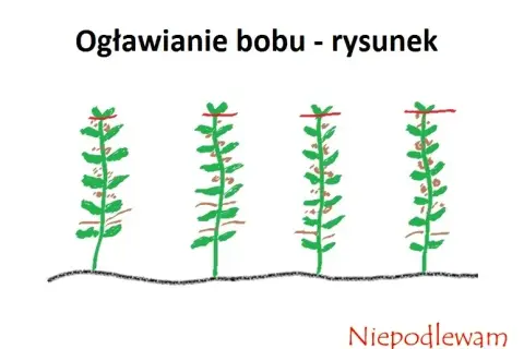 Kiedy siać bób? Klucz do obfitych zbiorów i ochrony przed mszycami