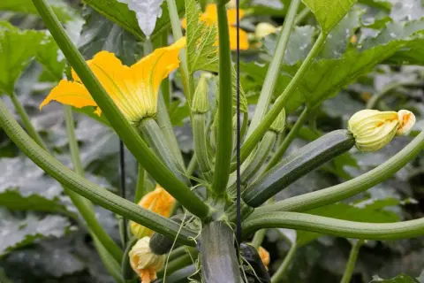 Plante de courgette avec ses fleurs jaunes éclatantes et ses jeunes fruits verts. Les tiges épaisses et velues soutiennent la croissance prometteuse des fleurs de courgettes.