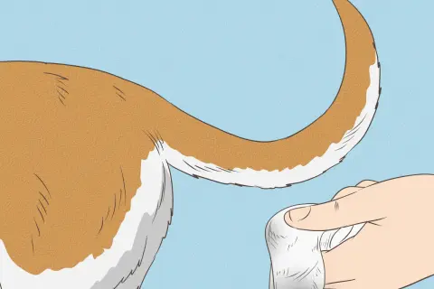 Mano tocando la cola de un perro, posiblemente para evaluar si sufre del síndrome de la cola fría.