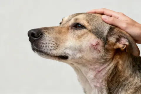 Perro con sarna en la cara, mostrando irritación y costras. Una mano acaricia su cabeza con ternura.