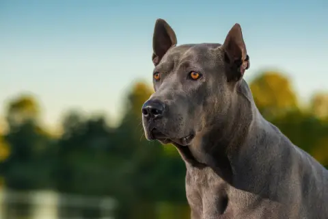 Ein riesen Hund mit bernsteinfarbenen Augen blickt nachdenklich in die Ferne, sein graues Fell glänzt im Sonnenlicht.