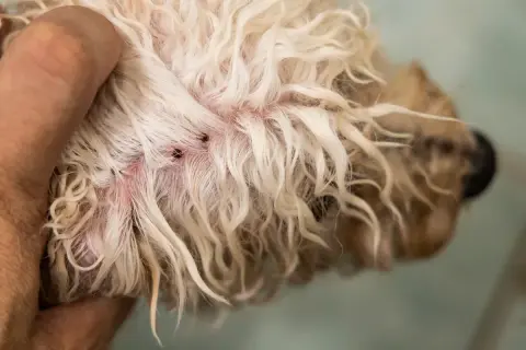 Zeigt Zecken auf der Haut eines Hundes, ein häufiges Problem bei reisekranken Hunden.