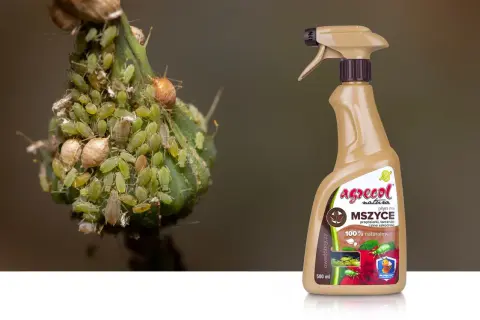 Agrocol płyn na mszyce - najskuteczniejszy preparat na mszyce, przędziorki i tarczniki. 100% naturalny.