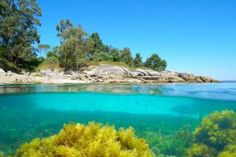Aguas cristalinas y vegetación marina exuberante en las calas de Bueu. Peces nadan bajo la superficie, mientras la costa rocosa y arbolada se alza bajo un cielo azul.