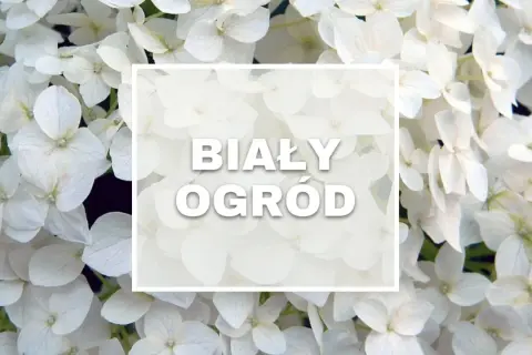Białe kwiaty hortensji tworzą magiczny, biały ogród.