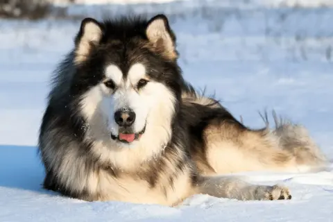 Malamut alaskan w śniegu, z językiem na wierzchu, wygląda na zadowolonego z zimowej zabawy.