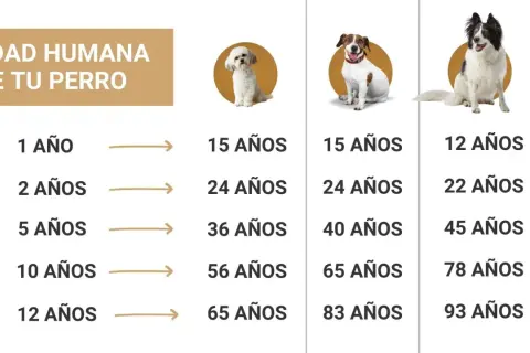 Tabla de edad de perros a humanos. Muestra la edad de un perro en años humanos, con ejemplos de diferentes razas.