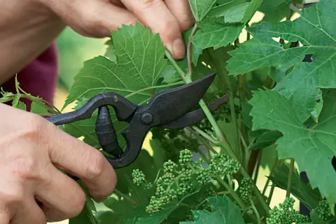 Main des mains coupant une jeune pousse de vigne grimpante avec des ciseaux. Petits grains de raisin verts visibles.