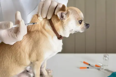 A veterinarian administers an mRNA rabies vaccine for dogs to a small tan chihuahua.