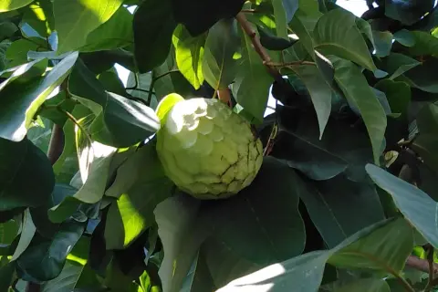 Annona verde su un ramo, tra foglie lussureggianti. Ci si chiede dopo quanti anni fruttifica l'annona, ma questa è già pronta per essere raccolta.