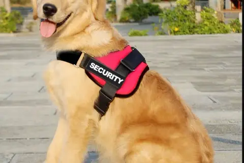 Obroża czy szelki dla golden retrievera - co wybrać dla psa?