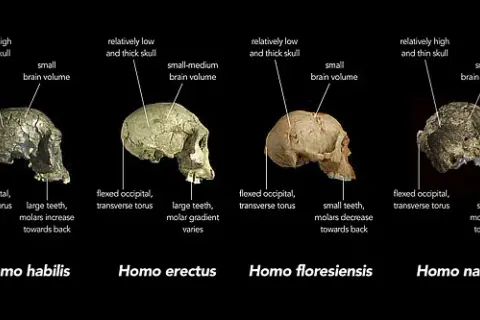 Skąd pochodzi człowiek? Fascynująca historia ewolucji Homo sapiens