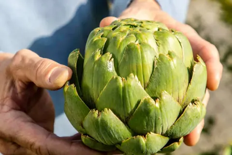 Hände halten eine frische Artischocke. So isst man eine Artischocke: Blatt für Blatt abziehen, das weiche Innere abknabbern.