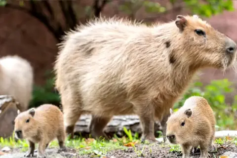 Kapibara z młodymi w zoo Wrocław. Rodzina kapibar relaksuje się na trawie, jedno z maluchów przygląda się światu.