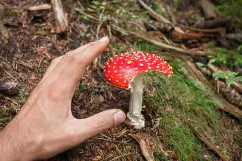 Muchomor czerwony psychodelik: Halucynacje i ryzyko dla zdrowia