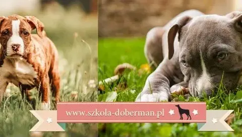 Jak wytresować amstaffa? Poradnik dla zrównoważonego psa