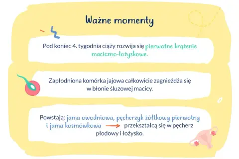 Kiedy zagnieżdża się zarodek, zapłodniona komórka jajowa całkowicie zagnieżdża się w błonie śluzowej macicy. Rozwija się krążenie maciczno-łożyskowe.