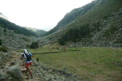 Un coureur prépare son plan entrainement trail 50 km dans une vallée montagneuse, traversant un sentier rocailleux avec des vaches en pâturage.