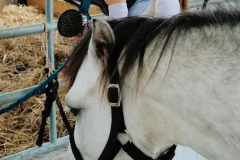 Srebrzysty koń z czarną grzywą, przywiązany niebieskim uwiązem do metalowej rury. W tle siano i szczotka.