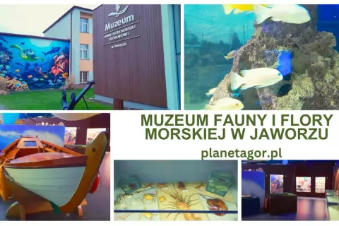Muzeum Fauny i Flory Morskiej i Śródlądowej w Jaworzu zaprasza do odkrywania podwodnego świata. Zobacz akwaria, morskie stworzenia i wystawy.