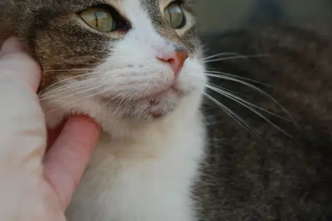 ¿Es normal que a mi gato se le caigan los bigotes? Causas y cuidados
