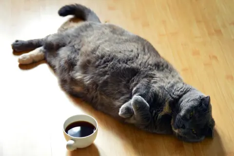En stor grå katt ligger utsträckt på golvet bredvid en kaffekopp. Kanske undrar den hur bantar man en katt?