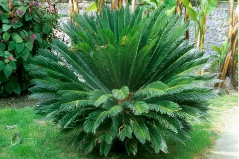 Un cycas revoluta taille adulte, majestueux, déploie ses frondes vertes luxuriantes dans un jardin ensoleillé, avec des bananiers et un mur de pierre en arrière-plan.