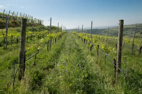 Filari di vite giovani in un vigneto con erba alta e fiori viola. Il sovescio vigneto favorisce la biodiversità.