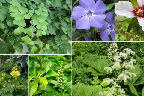 Kwitnące i zielone **rośliny do cienia**: paproć adiantum, barwinek, trillium, jaskry, wilczomlecz i tawuła.
