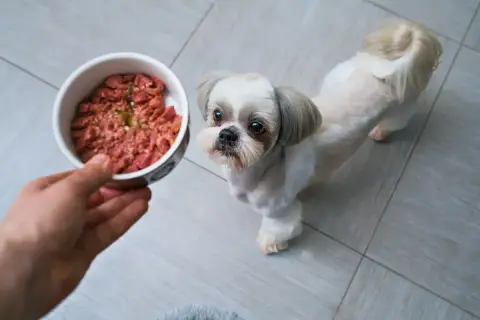 Mały piesek Shih Tzu z nadzieją patrzy na miskę z jedzeniem. Czy to gotowany kurczak?
