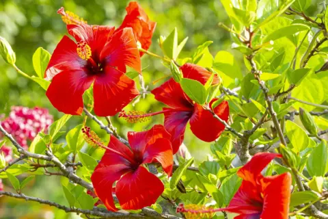 Piękne, czerwone kwiaty hibiskusa chińskiego (Hibiscus rosa sinensis) rozkwitają wśród soczystej zieleni.
