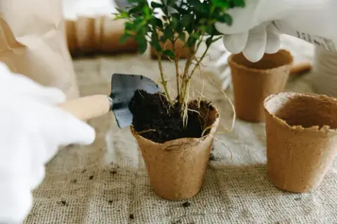 ¿Es necesario cambiar la tierra de las macetas para evitar problemas?