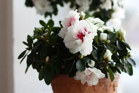 En kruka med en vacker azalea blomma i full blom. De vita kronbladen har rosa inslag och omges av mörkgröna blad.