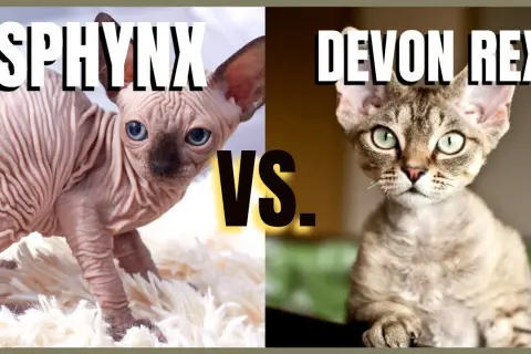 Devon Rex a Sfinks: Kluczowe różnice, które musisz znać