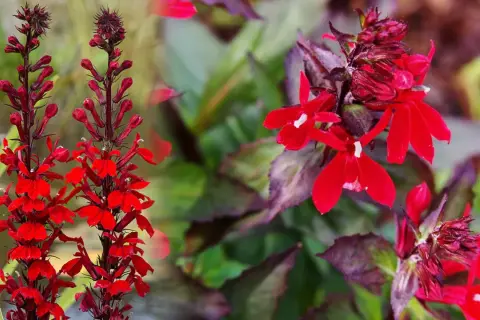 Lobelia czerwona uprawa: Intensywnie czerwone kwiaty lobelii na tle zielonych liści.