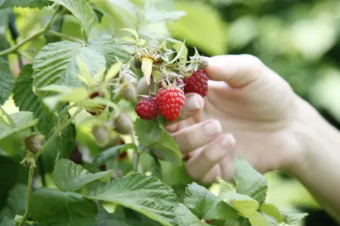 Hand pflückt reife Himbeeren. Die leuchtend roten Früchte zeigen, wann sind Himbeeren reif und bereit für die Ernte.