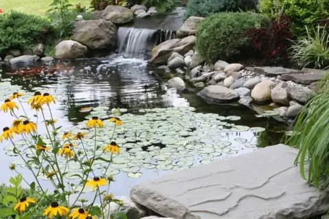 Un étang de jardin paisible avec des poissons rouges, des nénuphars et une cascade. Les fleurs jaunes égayent le paysage, mais attention aux moustiques !