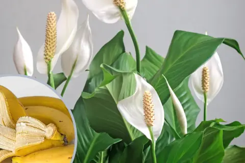 Bananowy nawóz z bananów do jakich roślin? Skórki bananów wzbogacą ziemię dla paproci i innych roślin domowych.