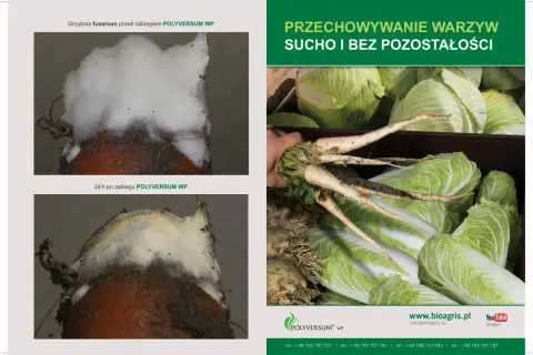 Grzybnia fusarium przed i po zabiegu POLYVERSUM WP. Stosuj POLYVERSUM WP, by chronić warzywa przed pleśnią podczas przechowywania.