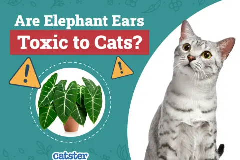 Are Elephant Ears toxic to cats? A curious cat looks at a potted Alocasia plant, with warning signs indicating potential danger.