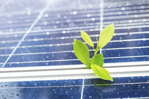Un brote verde emerge entre las placas solares, mostrando lo que no te cuentan de las placas solares: su potencial para la vida y la renovación.